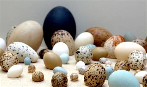 Laukinių karvelių kiaušiniai