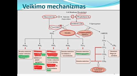 Schema: vaistų, naudojamų skrandžio opų gydymui, veikimo mechanizmas