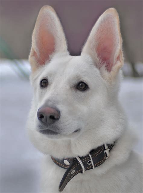 baltojo šveicarų aviganio dydis ir svoris