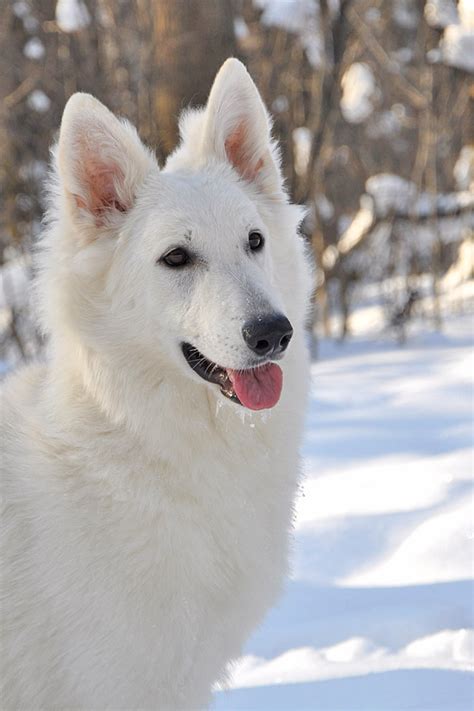 baltojo šveicarų aviganio temperamentas