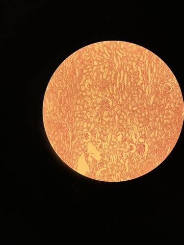 šaldytų embrionų mikroskopinis vaizdas