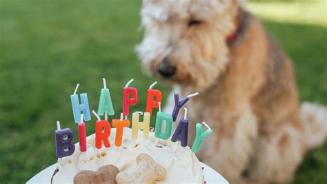 vaikiškas piešinys sėdinčio šuns