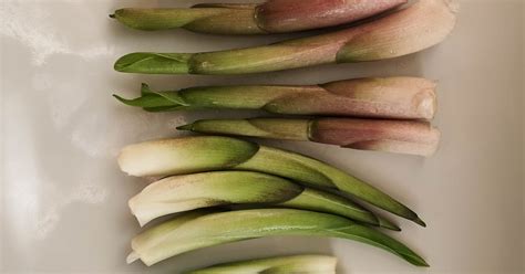 Kaučiukmedžio medis ir latekso rinkimas