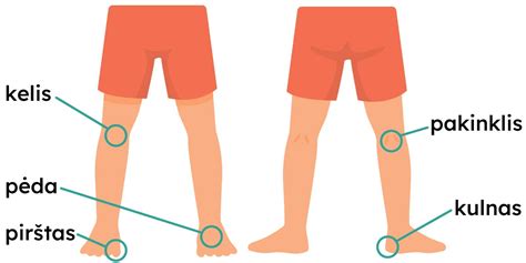 Schema su gimimo datomis ir kūno dalimis