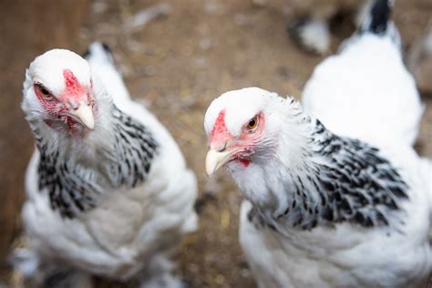 Skirtingų vištų veislių palyginimas