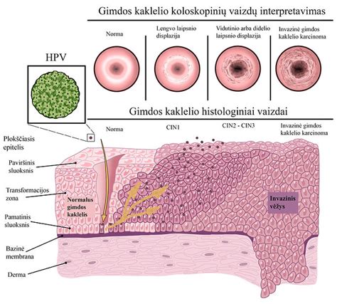 Gimdos kaklelio pokyčiai ovuliacijos metu