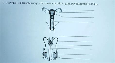 Moters reprodukcinė sistema su gimda ir kiaušidėmis