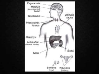 endokrininė sistema