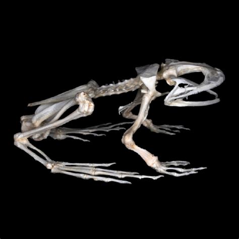 Varliagyvių nerštas vandenyje