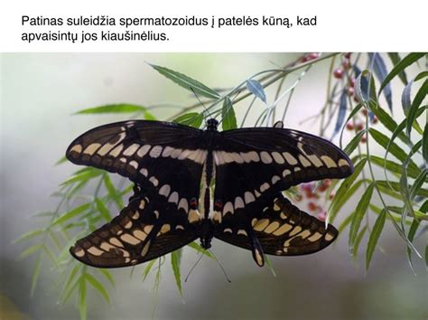 Tritono vidinis apvaisinimas