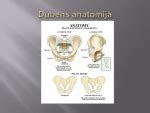 Anatomija moters dubens srities