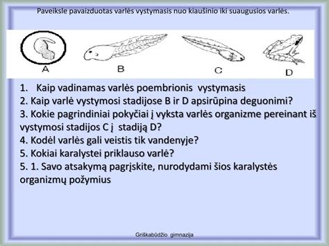 Embrionų vystymosi stadijos