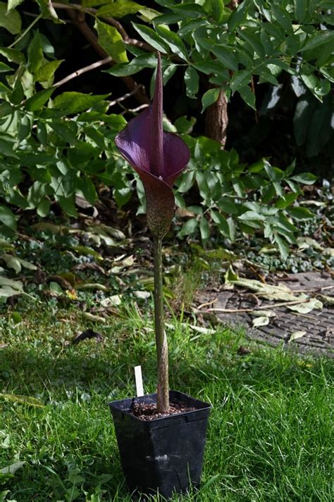Gliukomanano augalas (Amorphophallus konjac)