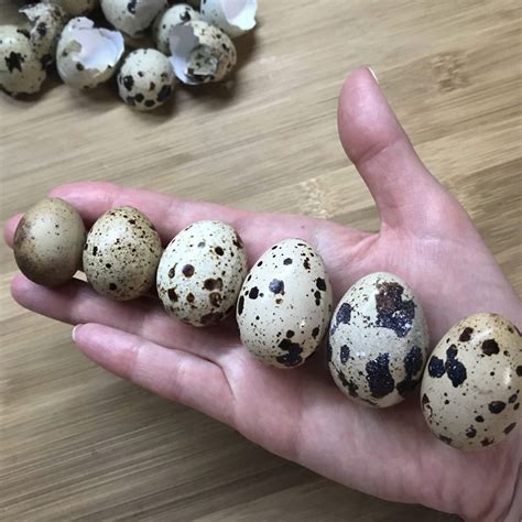 Putpelių kiaušinių išvaizda ir dydis