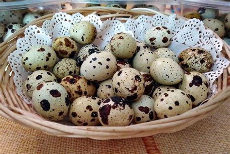 Putpelių kiaušinių lukštų panaudojimas