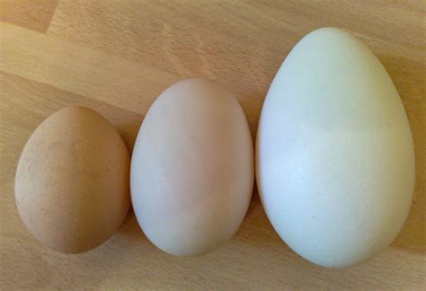 žąsies kiaušiniai