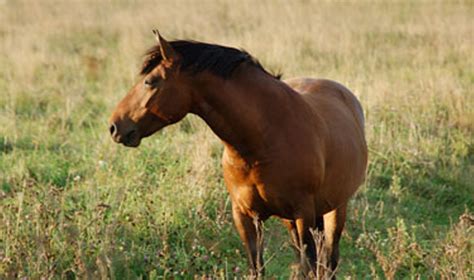 Simbolinis arklys su saulėtekiu fone