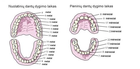 Kūdikio dantų dygimo schema