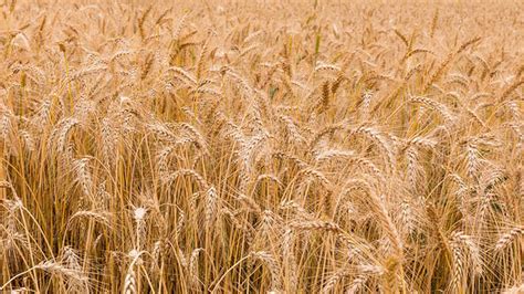 Rugiu laukas kombainas