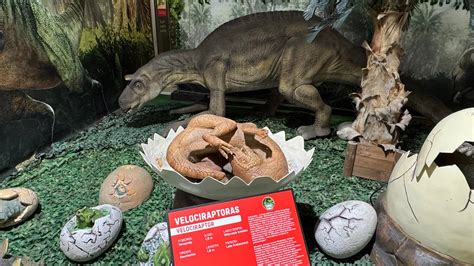 Dinozaurų kiaušinių dydžiai