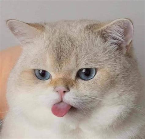 Nėščia moteris miega su pagalve