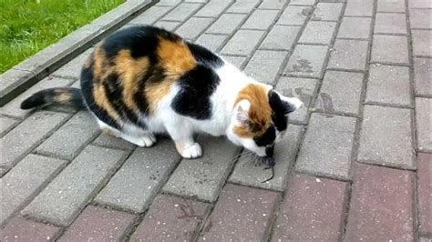 schematinis vaizdas žaidimo 