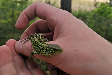 Vikriojo driežo patino ir patelės palyginimas