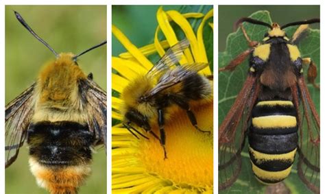 Įvairūs vabzdžiai - vikriojo driežo maistas