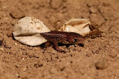 Vikriojo driežo kiaušinėliai