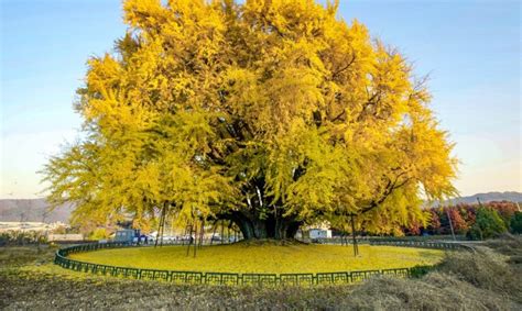 Vaikas, augantis kaip medis