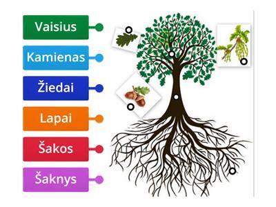 Simbolinis medžio augimo procesas