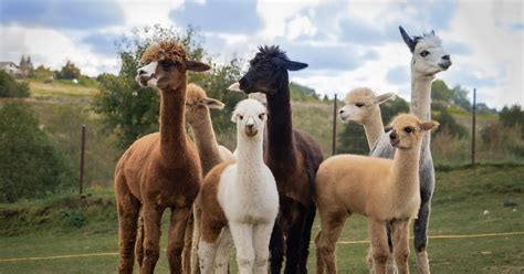 Alpakos Vokės Vingio