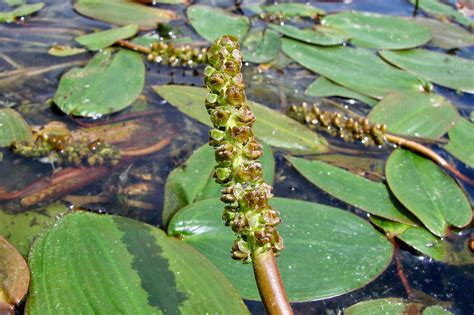 Augalai skirtinguose vandens tirpaluose
