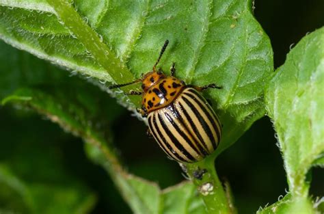 Kolorado vabalas ant bulvių