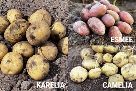 Skirtingos bulvių veislės