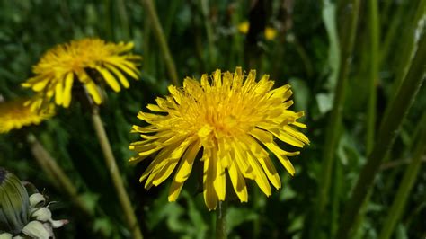 Kiaulpienės laukas pavasarį