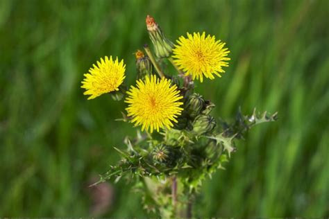 Kiaulpienės žiedas ir lapai