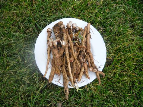 Kiaulpienės šaknys