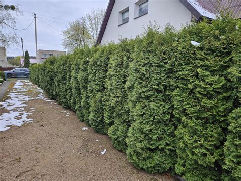 Uogų gyvatvorės pavyzdys