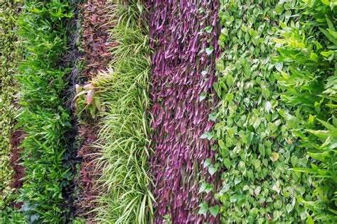 Vertikalus daržas balkone