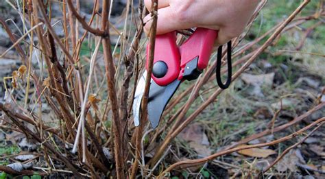 Genėjimas gruodžio mėnesį
