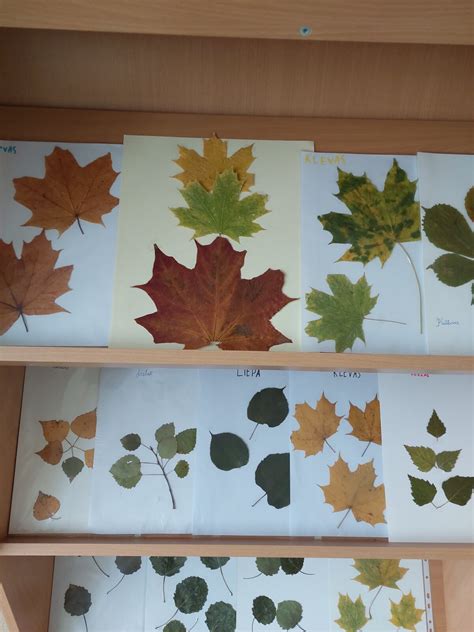 Medžių lapų ir sėklų nuotraukos