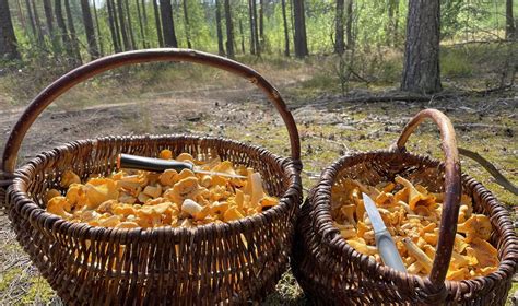 Miško gėrybės: uogos ir grybai