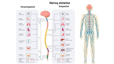 Scheminis vaizdas, kaip veikia nervų sistema
