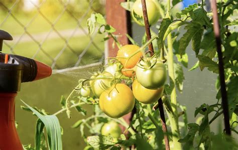Herbicidų purškimas daržovių lauke