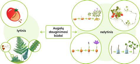 Schema, vaizduojanti daugiamečių piktžolių dauginimosi būdus