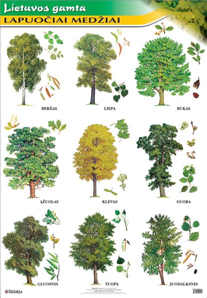 Lietuvos medžių rūšių įvairovė