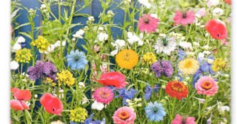 Greitai žydinčių gėlių mišinys