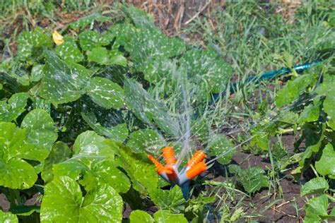 Alaus laistymas kaip trąša