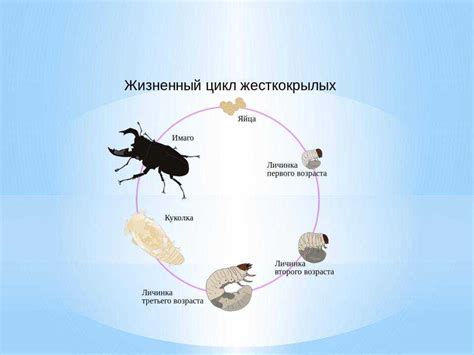 Vaisiaus vystymosi schema pirmaisiais mėnesiais